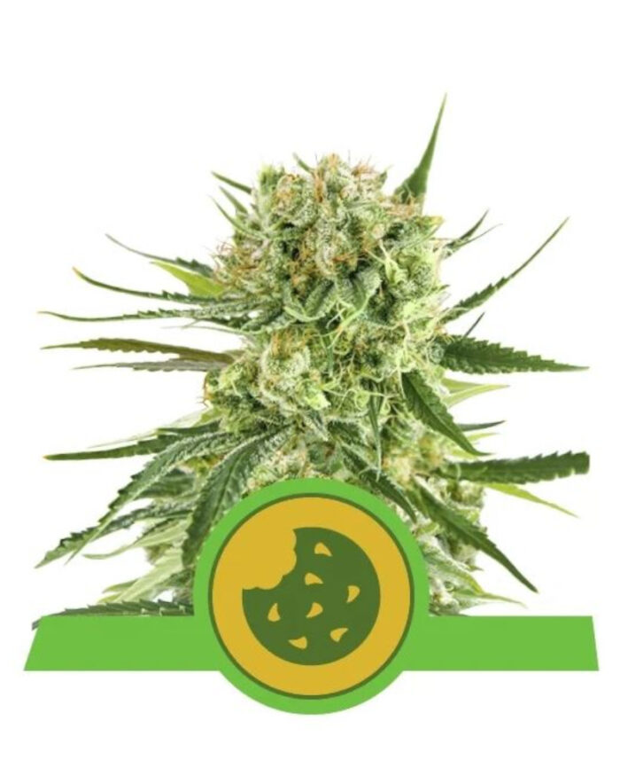 Royal Cookies Automatic