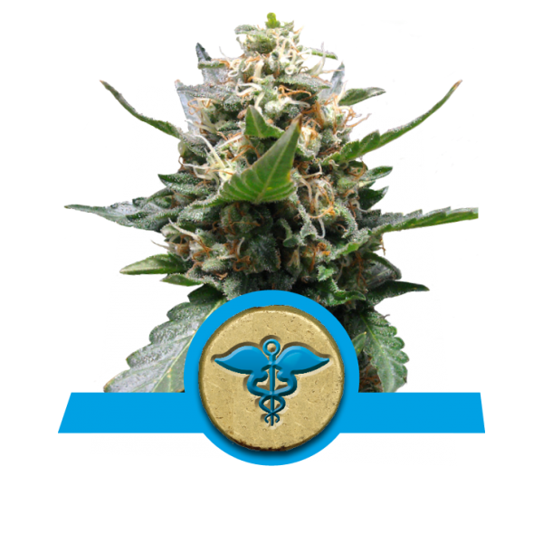 Royal Medic