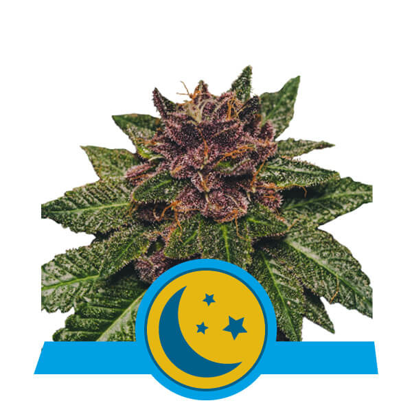 Purplematic Cbd