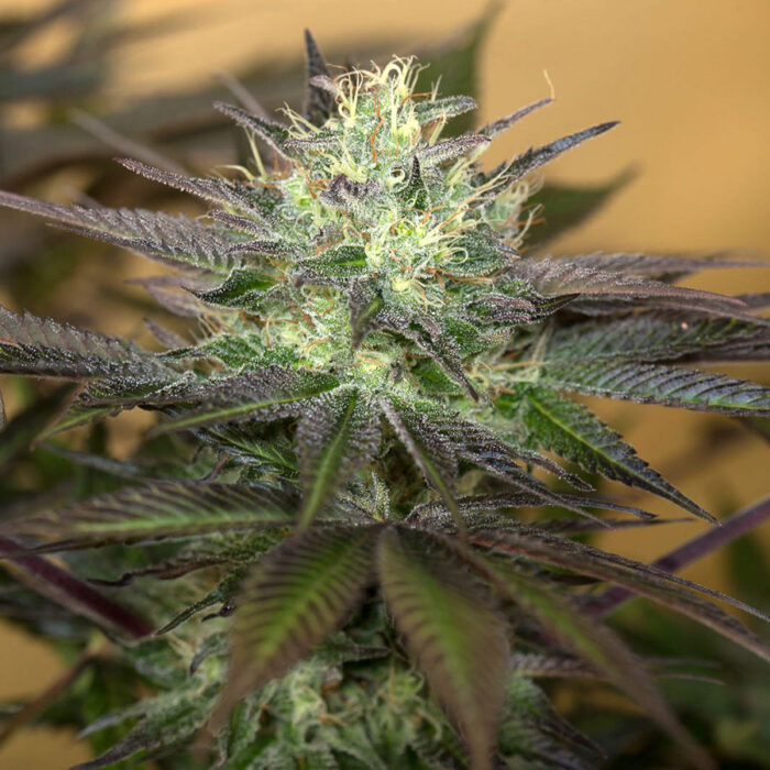 Sapphire OG