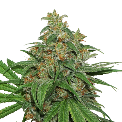 AK420 Auto