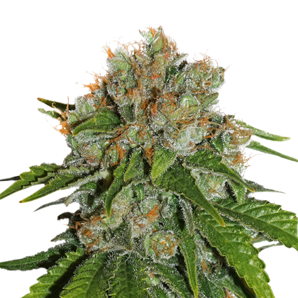Amnesia