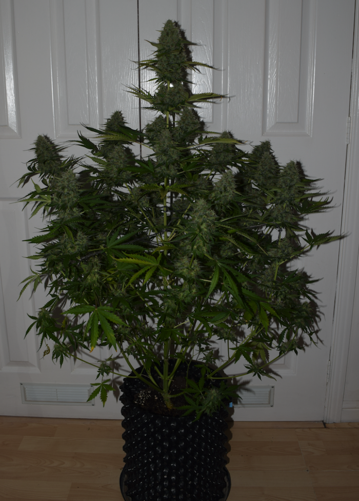 BCN Critical XXL Auto