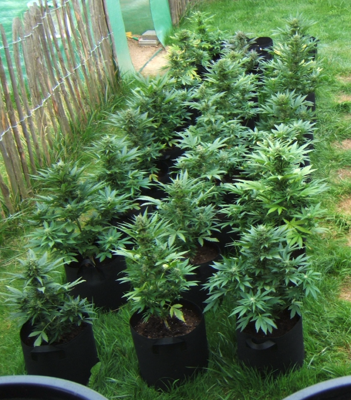 BCN Critical XXL Auto