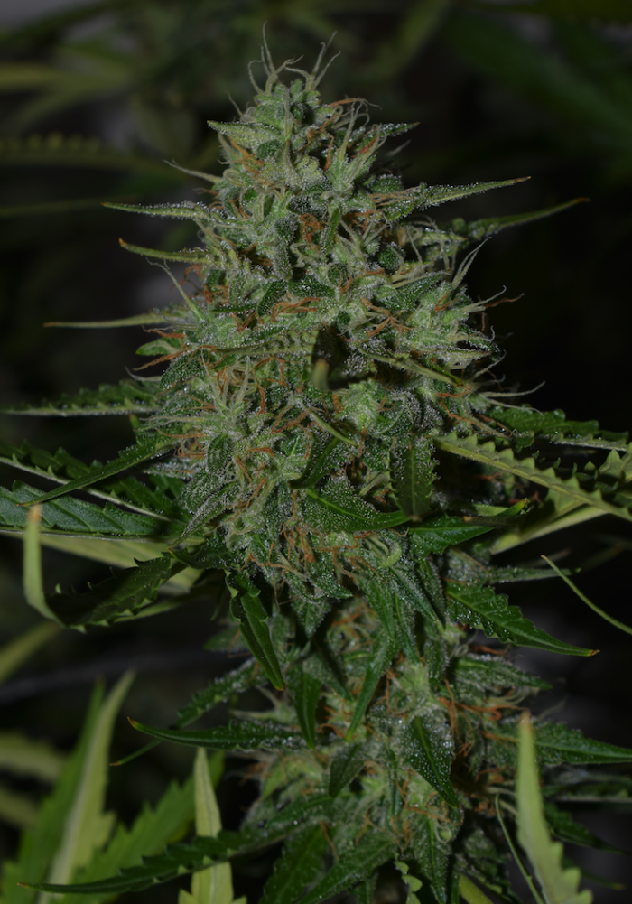 BCN Critical XXL Auto