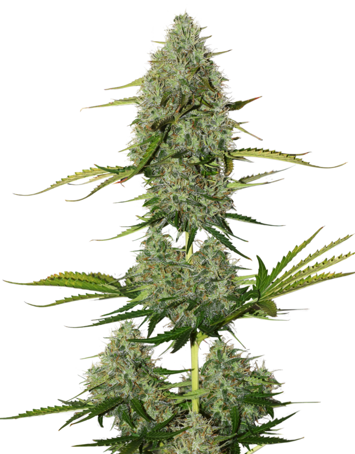 BCN Critical XXL Auto