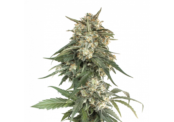 BCN Critical XXL Fast