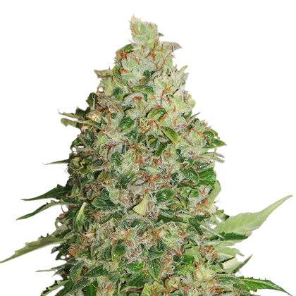 BCN Critical XXL
