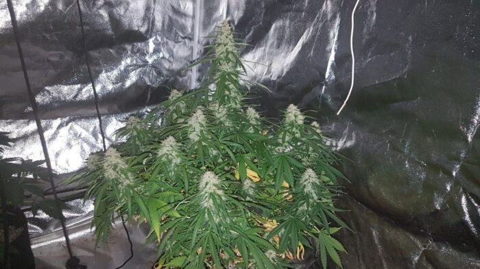 Big Bud Auto