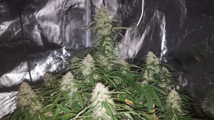 Big Bud Auto