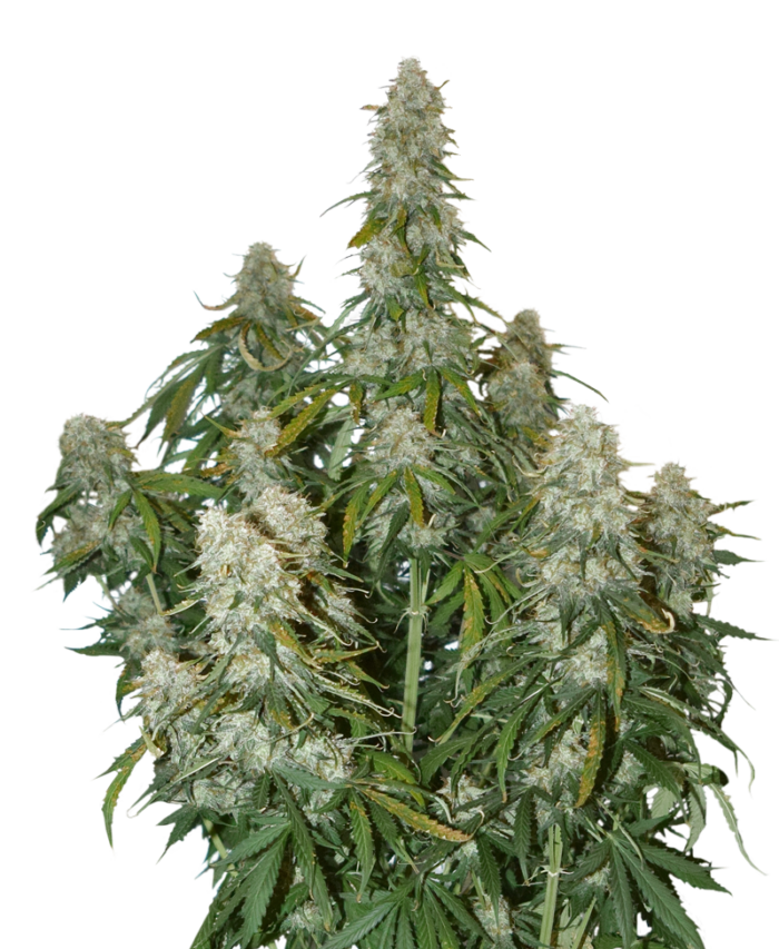 Big Bud Auto