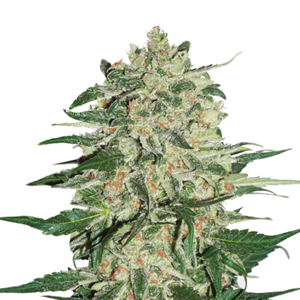 Big Bud