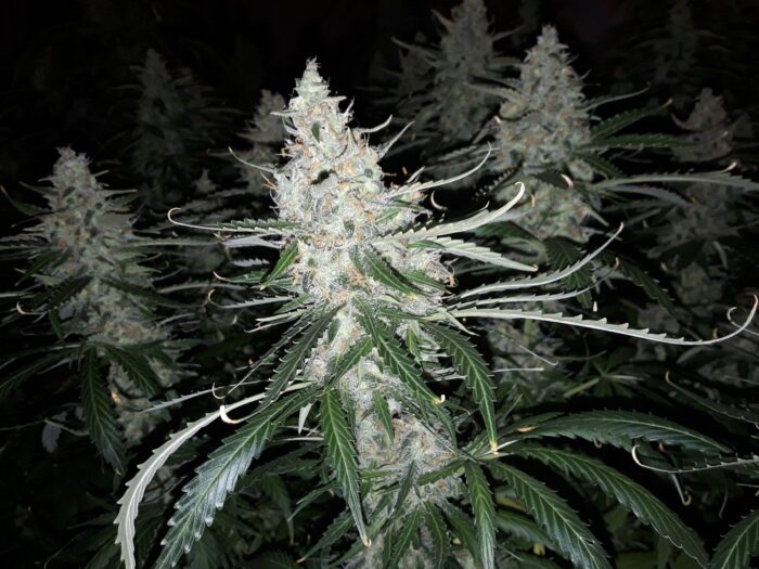 Blackberry Gum Auto