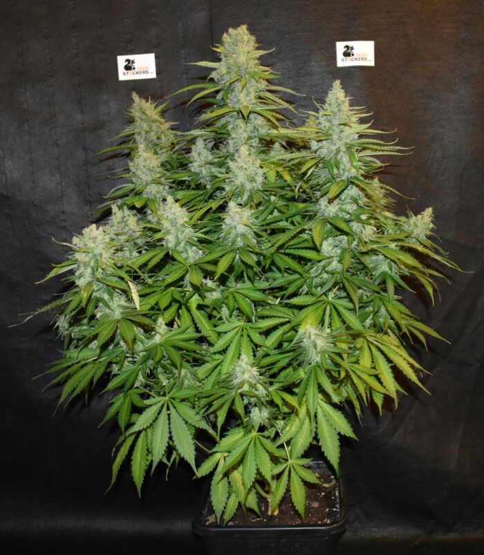 Blackberry Gum Auto