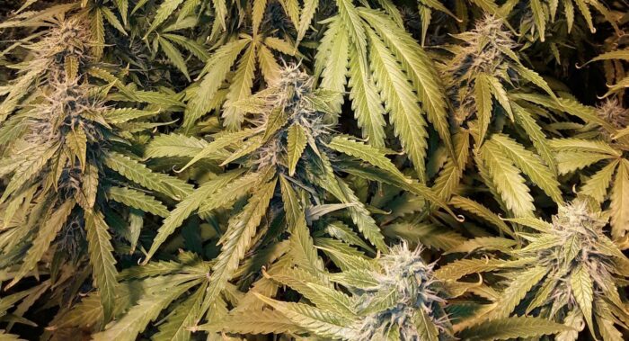 Blackberry Gum Auto
