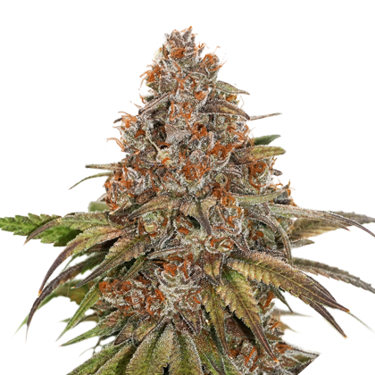Blackberry Gum Auto