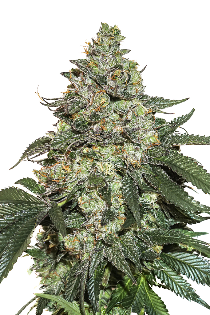 Girl Scout Cookies Auto