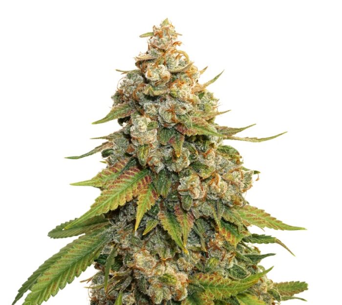 Golden Lemon Haze