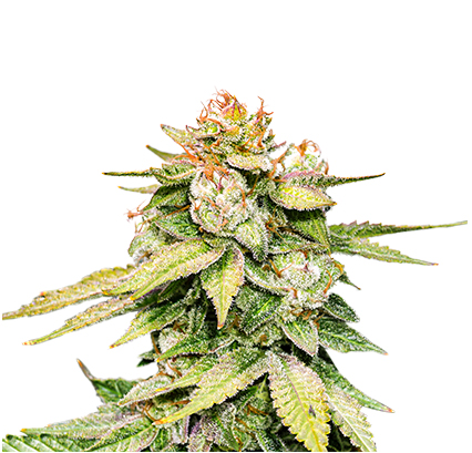 Gorilla Glue Auto