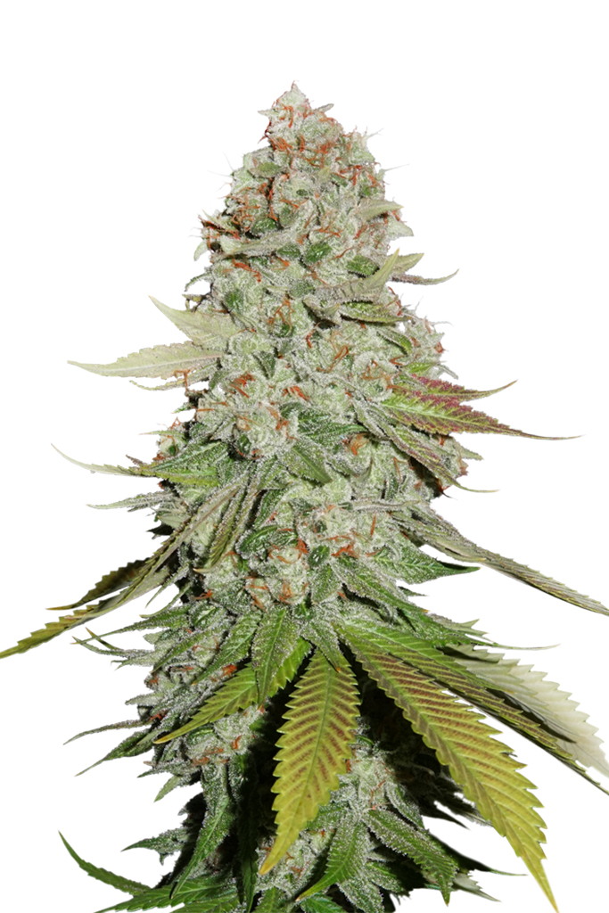 Gorilla Glue