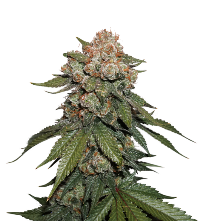Maple Sherbet