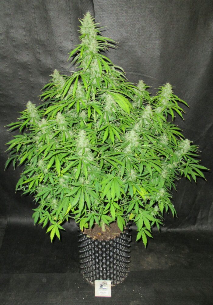Northern Lights Auto
