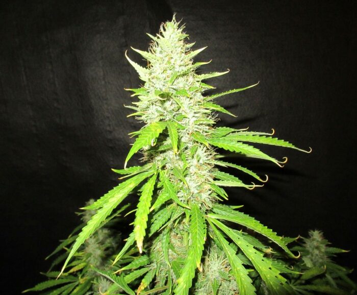 Northern Lights Auto
