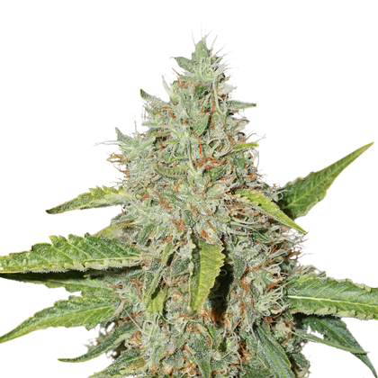 Northern Lights Auto