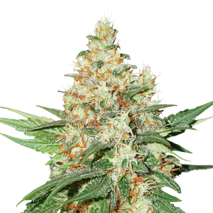 O.G. Kush