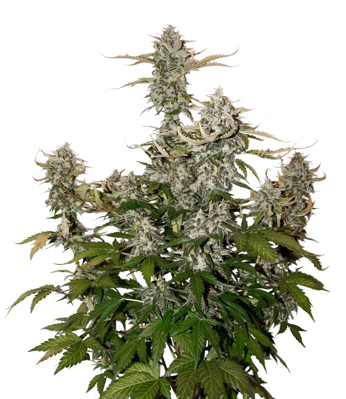 O.G. Candy Dawg Kush Auto