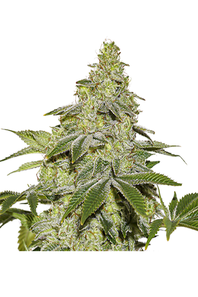 Sherbet Auto