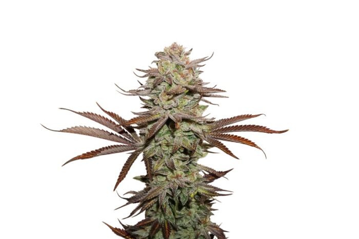 Sticky Fingers Auto