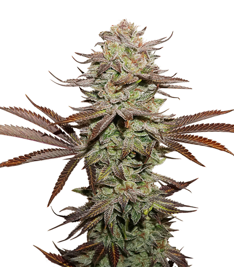 Sticky Fingers