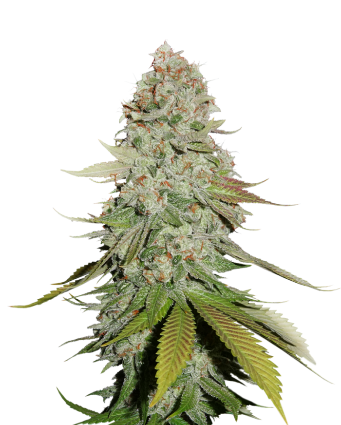 Sticky Monkey GG#4