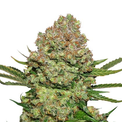 White Widow Auto