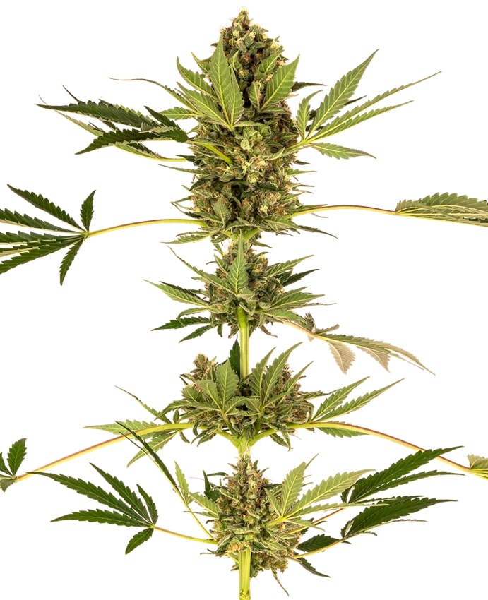 Alpine Delight CBD