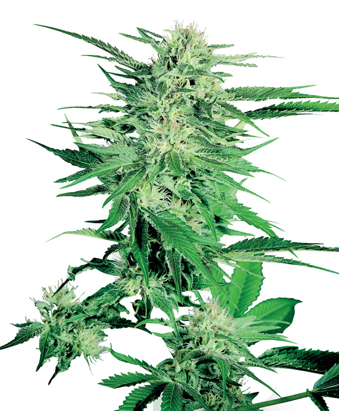 Big Bud