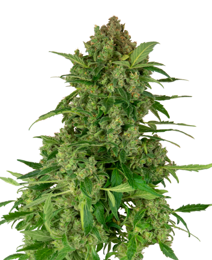 Black Lights CBD Auto