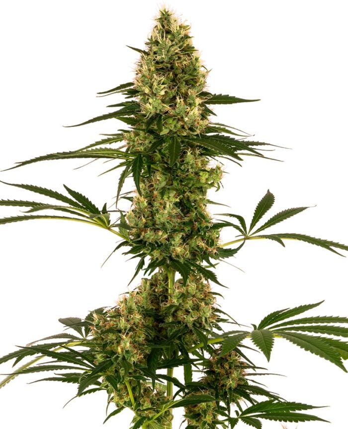 Blue Bullet Auto