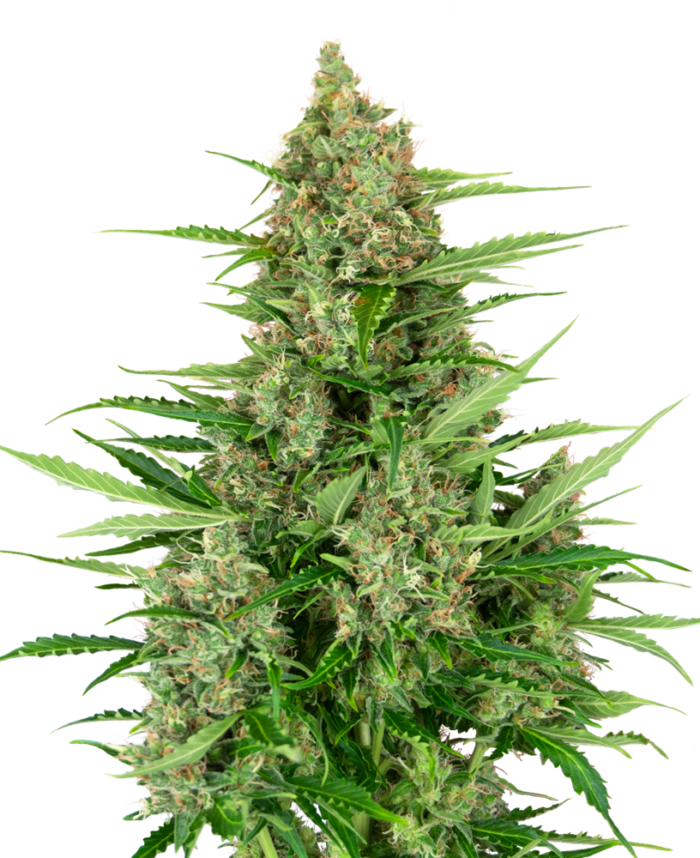 Double Kush Cake Auto