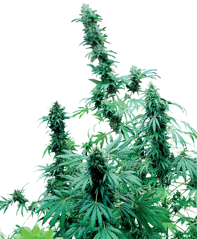 Early Skunk
