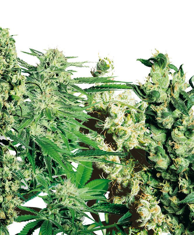 Feminized Mix