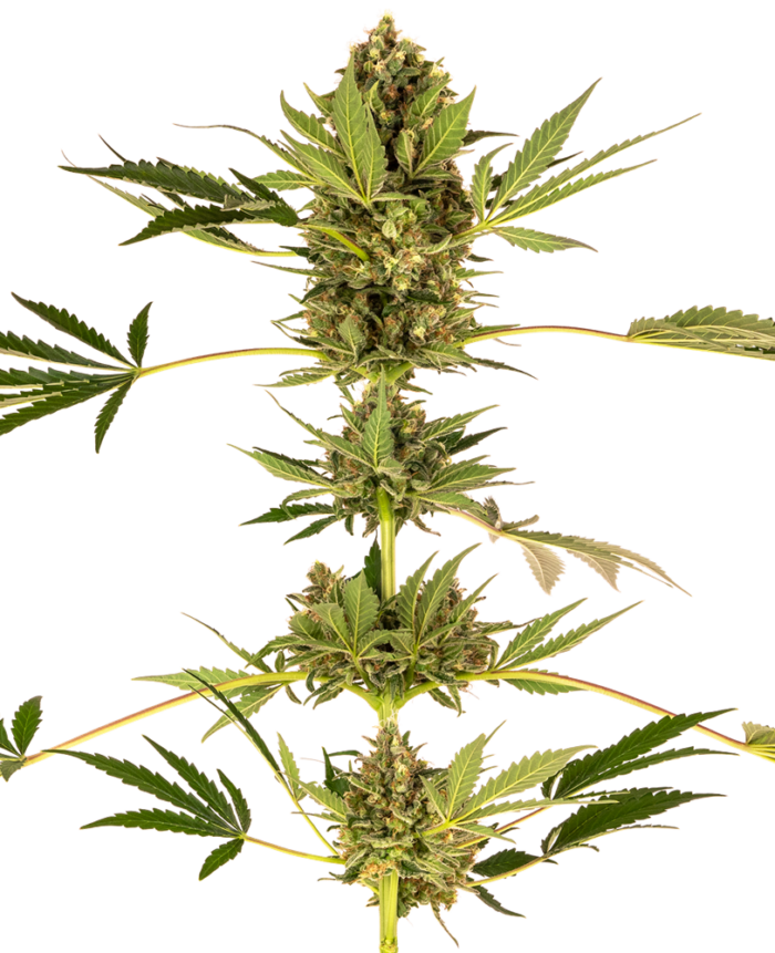 Himalayan CBD