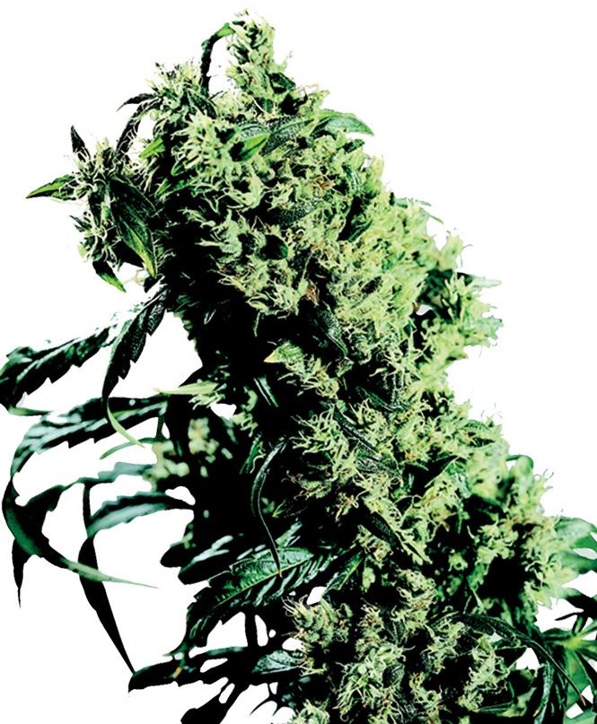 Northern Lights #5 x Haze