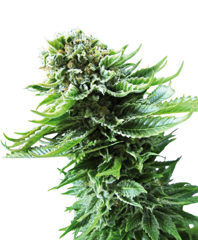 Northern Lights Auto