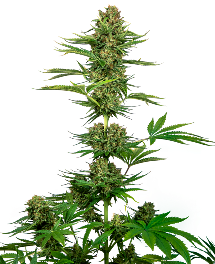 Satin Black Domina CBD