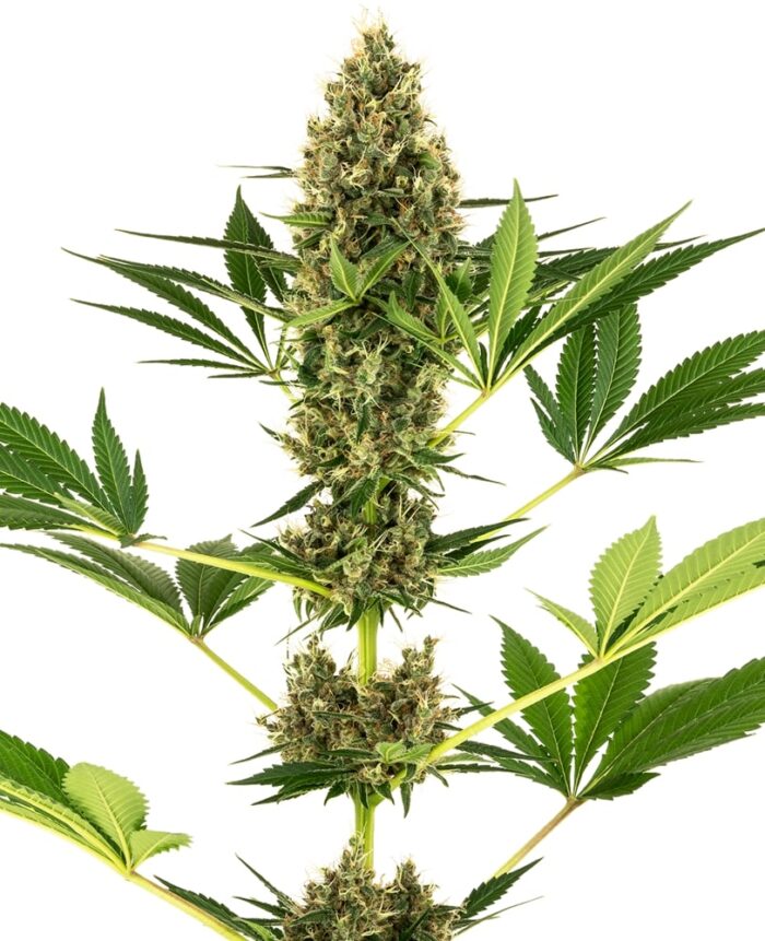 Sensi #219 Auto