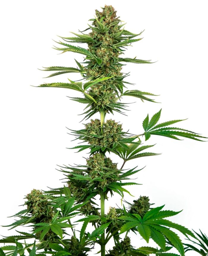 Sensi #743 CBD (Black Domina CBD)