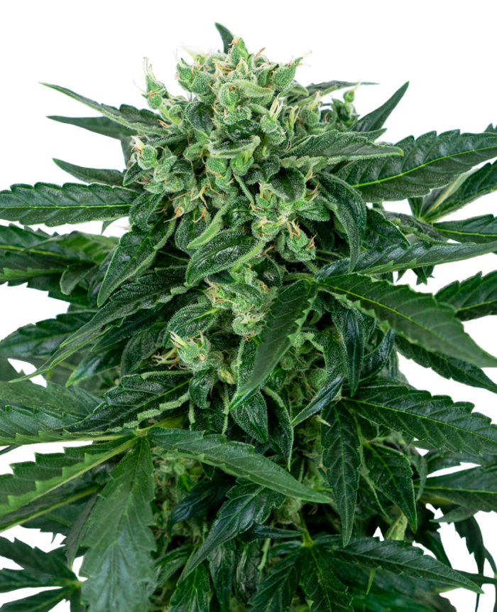Sensi Amnesia Automatic