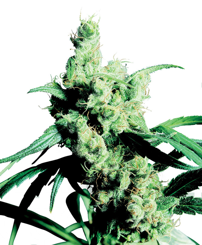 Silver Haze #9